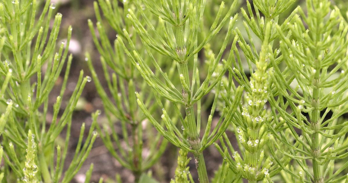 Schachtelhalm bekämpfen Liebe deinen Garten
